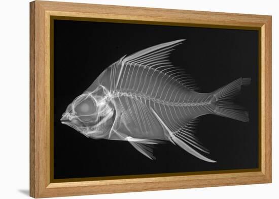 Striped Mojarra-Sandra J. Raredon-Framed Stretched Canvas