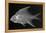 Striped Mojarra-Sandra J. Raredon-Framed Stretched Canvas