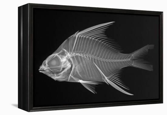 Striped Mojarra-Sandra J. Raredon-Framed Stretched Canvas