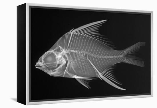 Striped Mojarra-Sandra J. Raredon-Framed Stretched Canvas