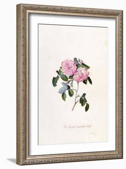 Striped Monthly Rose, A Botanical Illustration-Georg Dionysius Ehret-Framed Giclee Print