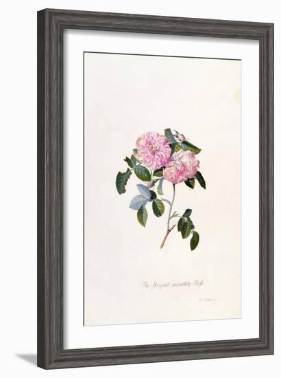 Striped Monthly Rose, A Botanical Illustration-Georg Dionysius Ehret-Framed Giclee Print