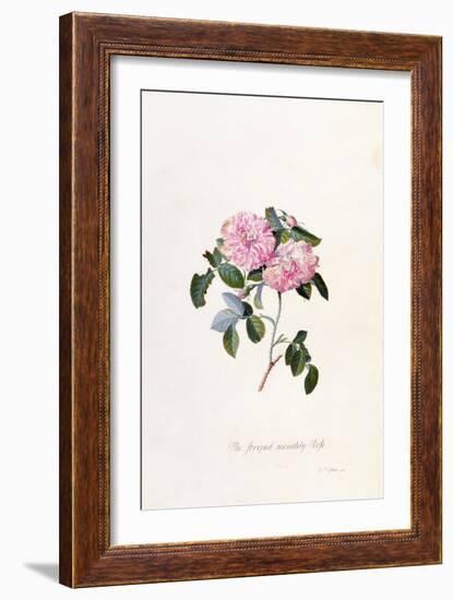 Striped Monthly Rose, A Botanical Illustration-Georg Dionysius Ehret-Framed Giclee Print