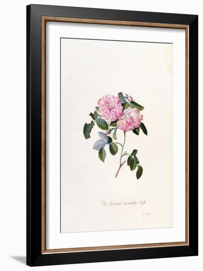 Striped Monthly Rose, A Botanical Illustration-Georg Dionysius Ehret-Framed Giclee Print