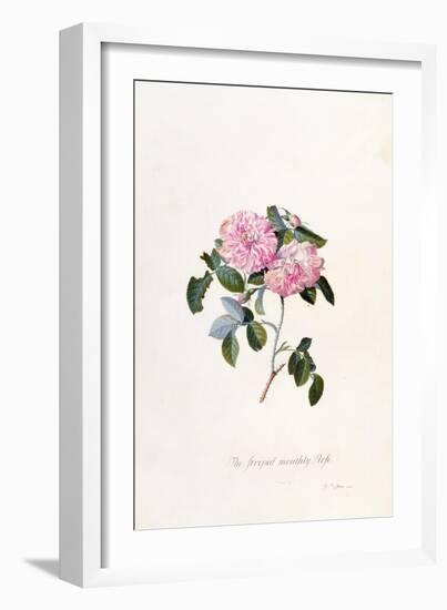 Striped Monthly Rose, A Botanical Illustration-Georg Dionysius Ehret-Framed Giclee Print