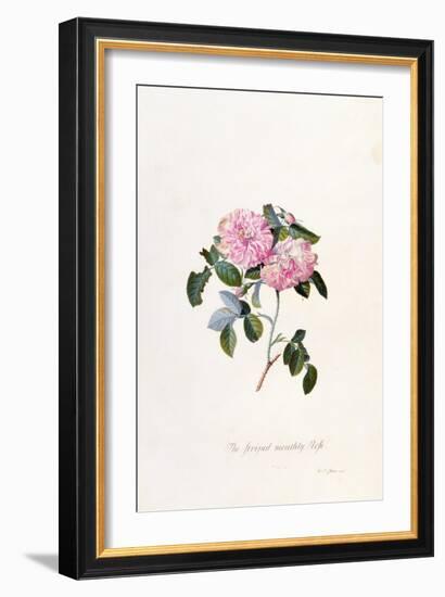 Striped Monthly Rose, A Botanical Illustration-Georg Dionysius Ehret-Framed Giclee Print
