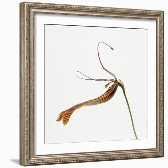 Striped orchid-Micha Pawlitzki-Framed Photographic Print