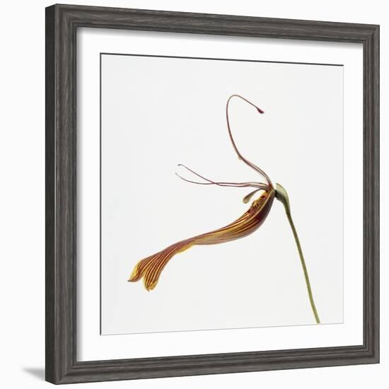 Striped orchid-Micha Pawlitzki-Framed Photographic Print