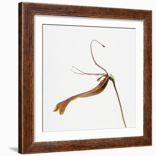 Striped orchid-Micha Pawlitzki-Framed Photographic Print