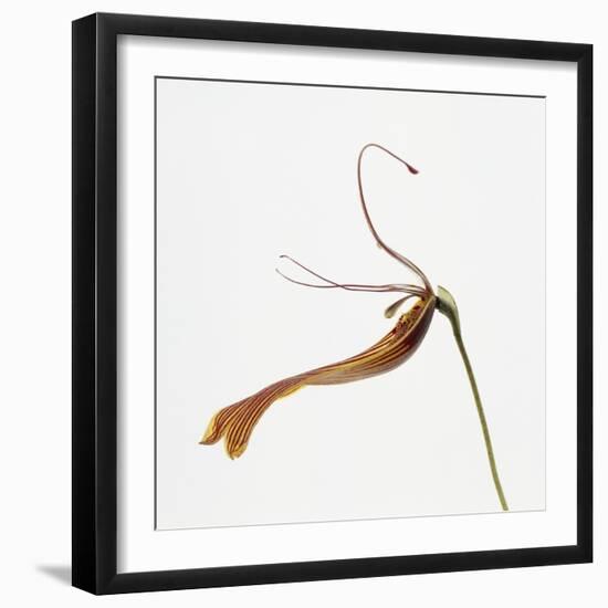 Striped orchid-Micha Pawlitzki-Framed Photographic Print