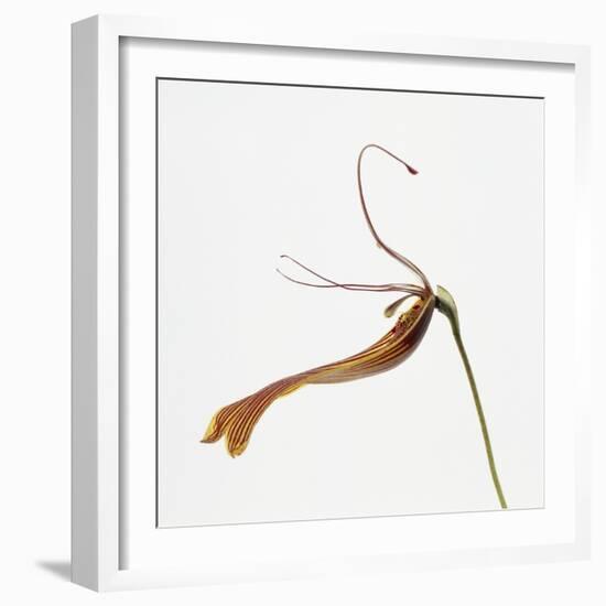 Striped orchid-Micha Pawlitzki-Framed Photographic Print