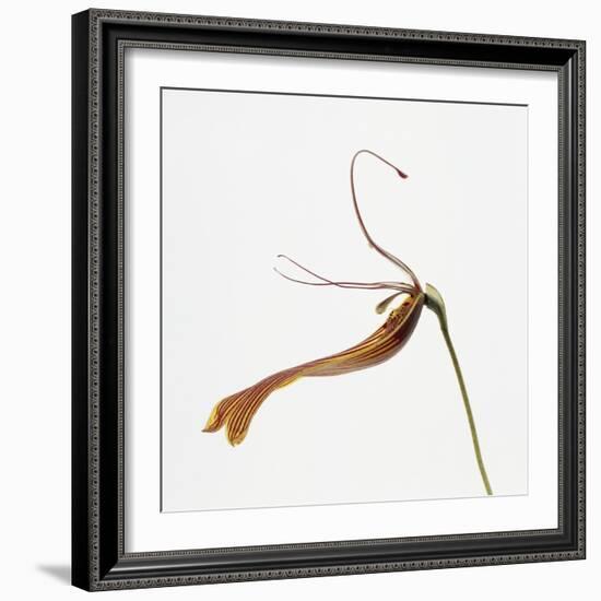 Striped orchid-Micha Pawlitzki-Framed Photographic Print