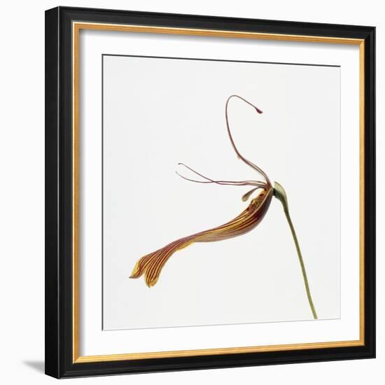 Striped orchid-Micha Pawlitzki-Framed Photographic Print