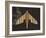 Striped Paper Planes-Belen Mena-Framed Giclee Print