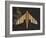 Striped Paper Planes-Belen Mena-Framed Giclee Print