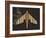 Striped Paper Planes-Belen Mena-Framed Giclee Print