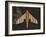 Striped Paper Planes-Belen Mena-Framed Giclee Print