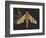 Striped Paper Planes-Belen Mena-Framed Giclee Print