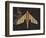 Striped Paper Planes-Belen Mena-Framed Giclee Print