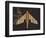 Striped Paper Planes-Belen Mena-Framed Giclee Print