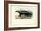 Striped Polecat, 1863-79-Raimundo Petraroja-Framed Giclee Print