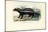 Striped Polecat, 1863-79-Raimundo Petraroja-Mounted Giclee Print