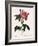 Striped Rose of France-Pierre Joseph Redoute-Framed Giclee Print