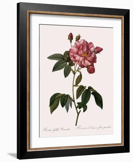 Striped Rose of France-Pierre Joseph Redoute-Framed Giclee Print