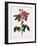 Striped Rose of France-Pierre Joseph Redoute-Framed Giclee Print