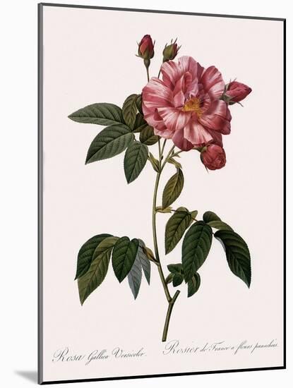 Striped Rose of France-Pierre Joseph Redoute-Mounted Giclee Print