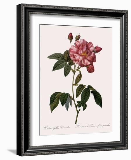 Striped Rose of France-Pierre Joseph Redoute-Framed Giclee Print