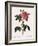 Striped Rose of France-Pierre Joseph Redoute-Framed Giclee Print