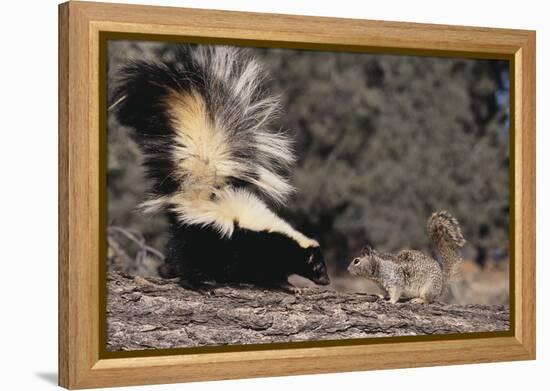 Striped Skunk and Squirrel-DLILLC-Framed Premier Image Canvas