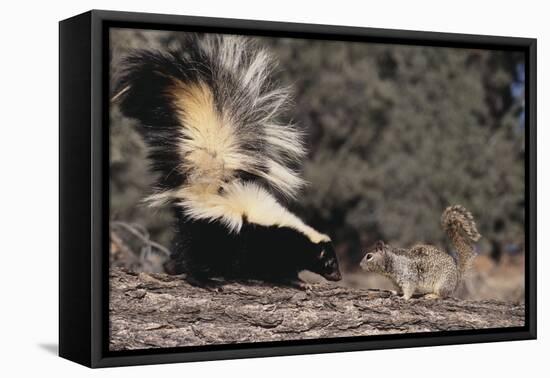 Striped Skunk and Squirrel-DLILLC-Framed Premier Image Canvas