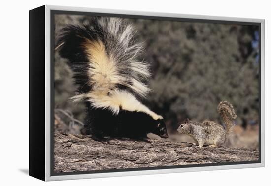 Striped Skunk and Squirrel-DLILLC-Framed Premier Image Canvas