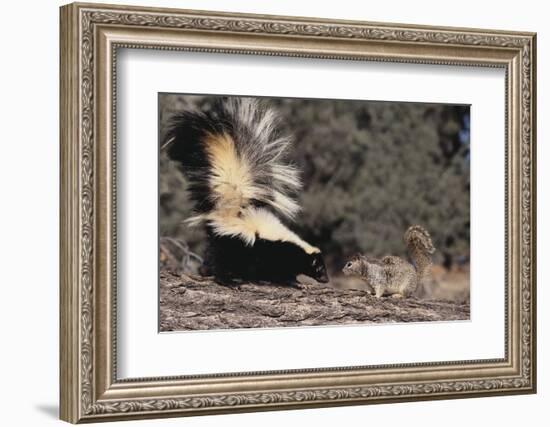 Striped Skunk and Squirrel-DLILLC-Framed Photographic Print