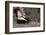 Striped Skunk and Squirrel-DLILLC-Framed Photographic Print