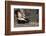 Striped Skunk and Squirrel-DLILLC-Framed Photographic Print