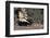 Striped Skunk and Squirrel-DLILLC-Framed Photographic Print