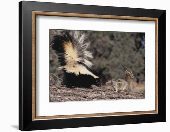 Striped Skunk and Squirrel-DLILLC-Framed Photographic Print