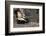 Striped Skunk and Squirrel-DLILLC-Framed Photographic Print