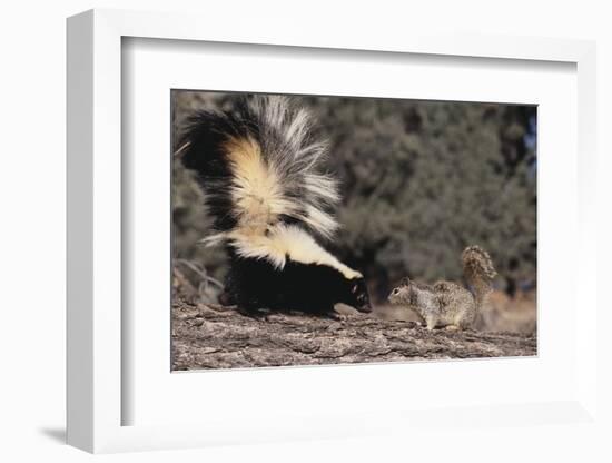 Striped Skunk and Squirrel-DLILLC-Framed Photographic Print