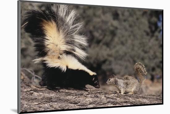 Striped Skunk and Squirrel-DLILLC-Mounted Photographic Print