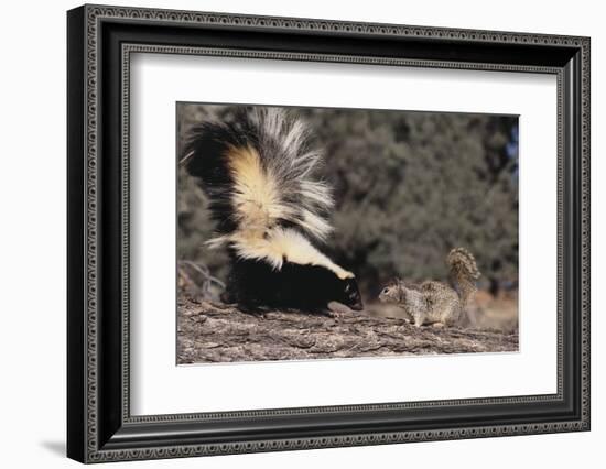 Striped Skunk and Squirrel-DLILLC-Framed Photographic Print