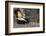 Striped Skunk and Squirrel-DLILLC-Framed Photographic Print