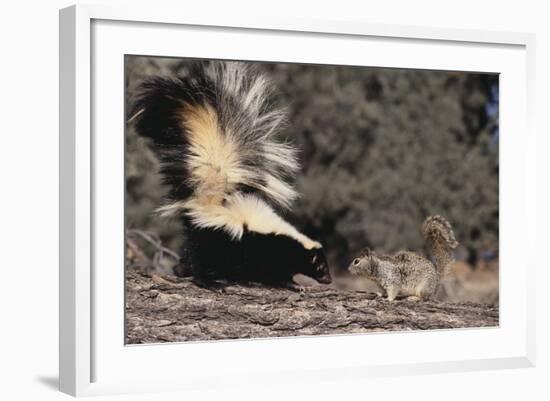 Striped Skunk and Squirrel-DLILLC-Framed Photographic Print