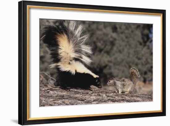 Striped Skunk and Squirrel-DLILLC-Framed Photographic Print