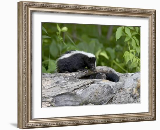 Striped Skunk Baby on Log with Adult in Log, in Captivity, Sandstone, Minnesota, USA-James Hager-Framed Photographic Print