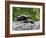 Striped Skunk Baby on Log with Adult in Log, in Captivity, Sandstone, Minnesota, USA-James Hager-Framed Photographic Print