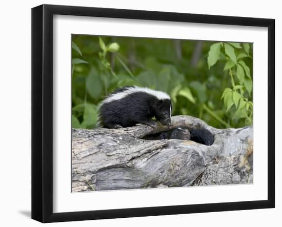 Striped Skunk Baby on Log with Adult in Log, in Captivity, Sandstone, Minnesota, USA-James Hager-Framed Photographic Print